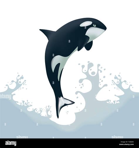 How To Draw A Killer Whale Jumping Out Of Water Or You Can Draw A