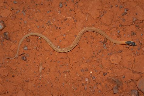 Western Brown Snake Pseudonaja Mengdeni