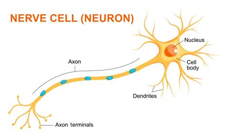 Science Snippet Get To Know Your Nerve Cells Biomedical Beat Blog