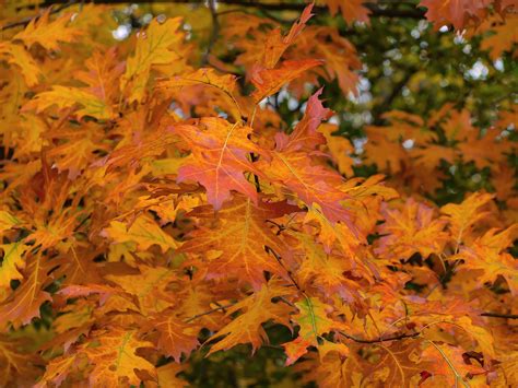 Free Images Nature Branch Fall Foliage Color Season Maple Tree