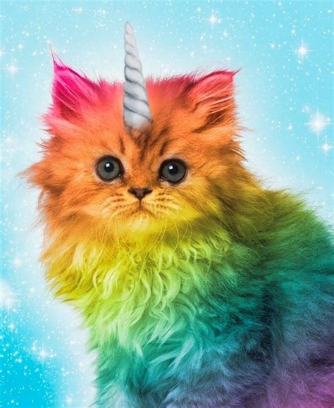 Rainbow Colored Kittens Rainbow Pinterest Kitty Cats Rainbow