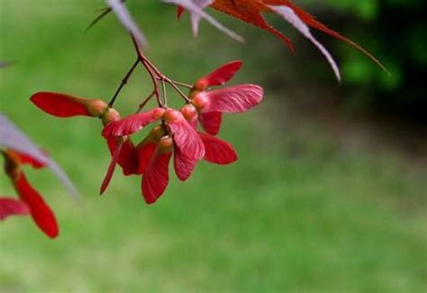 Guide To Japanese Maple Trees Jacksons Online Garden Centre