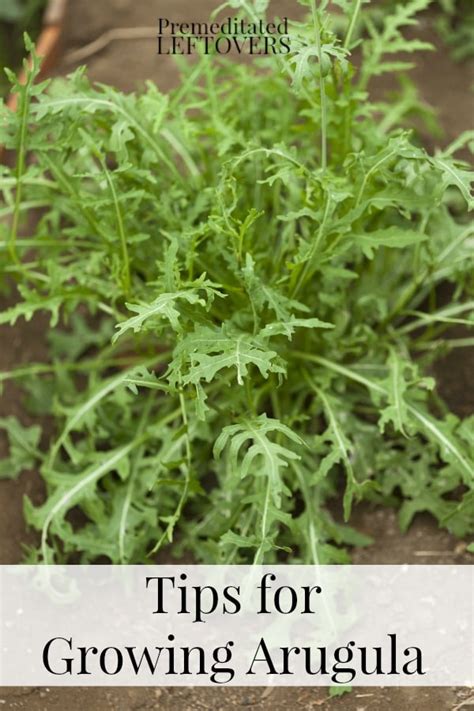 Tips For Growing Arugula In Your Garden