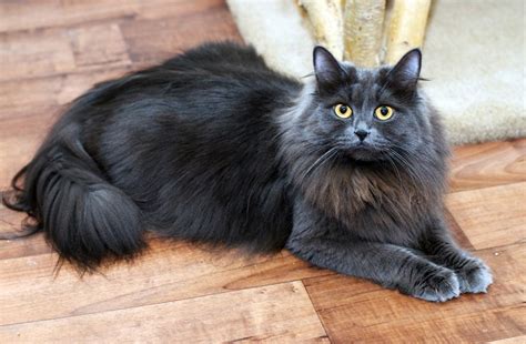 Breeder of siberian forest cats in se michigan. Jasmine - Solid Blue | Siberian cat, Siberian forest cat, Cats