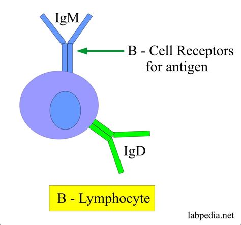 Immunoglobulin M Igm