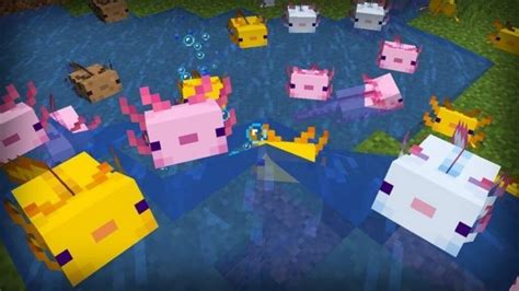 How To Tame Axolotls In Minecraft Caves And Cliffs Food Location And