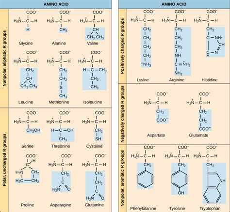 Essential amino acids are critically important for a healthy body and brain. Amino Acids | Biology for Majors I