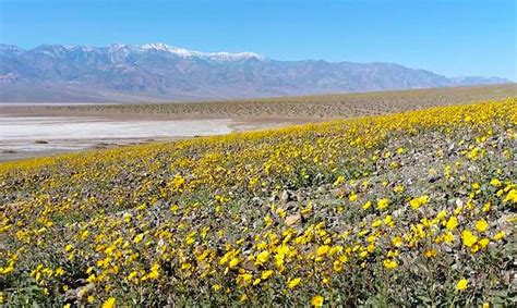 Jan 16, 2021 · death valley is the largest us national park outside of alaska and the fifth largest us national park, with 3.4 million acres of land. Rare Wildflower Superbloom Paints Death Valley in ...
