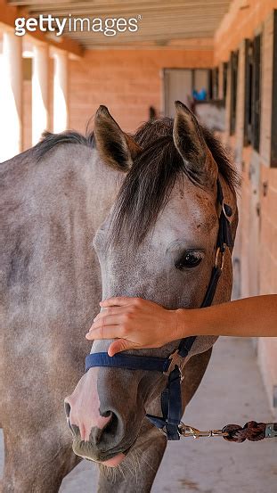 A Young Caucasian Woman At The Stable Stroking A Dapple Gray Horse 이미지