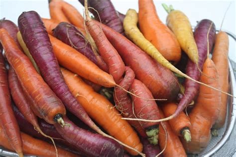 Growing Carrots In Containers A How To Guide