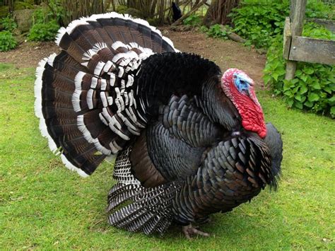 Breed Savers Beltsville Small White Turkeys Bronze Turkey Pictures