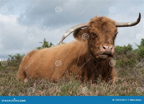 Highland Cow Resting In The New Forest Stock Image Image Of