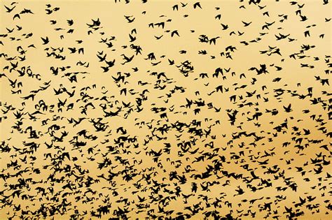 Hd Wallpaper Birds Bokeh Flock Sky Wallpaper Flare