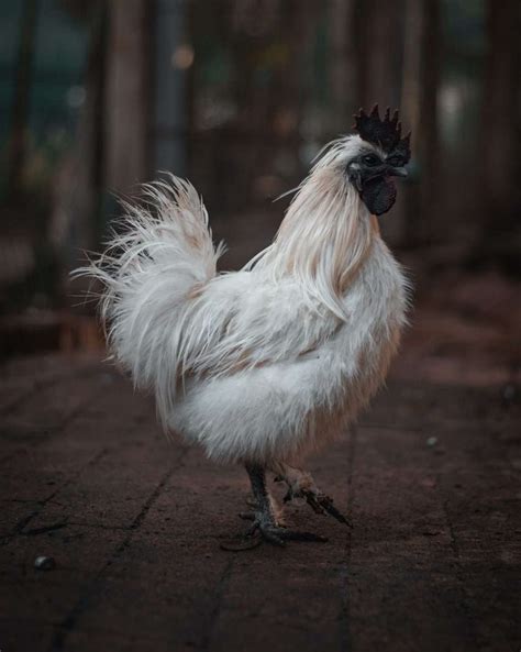 The Silkie Rooster Silkie Rooster Vs Hen And All You Should Know About Keeping Them My