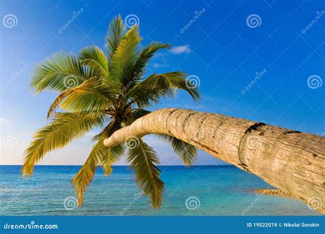 Bending Palm Tree On Tropical Beach Stock Photo Image Of Exotic Palm