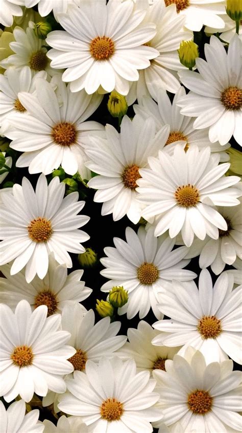 Daisy Aesthetic Wallpapers Top Free Daisy Aesthetic Backgrounds