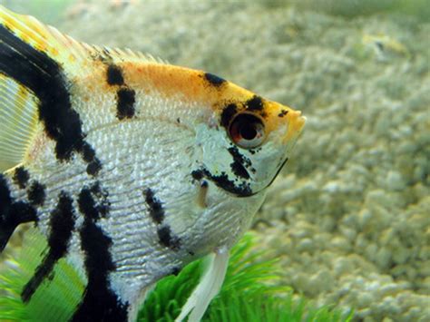 What Types Of Cichlids Can Live With Angelfish Pets