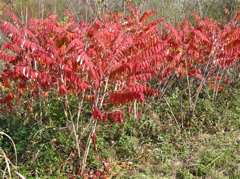 Staghorn Sumacs Reliable Fall Winter Assets What Grows There Hugh