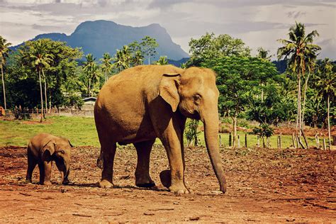 Follow The Mom Elephants Photograph By Svetlana Yelkovan