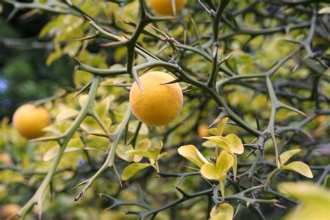 Poncyria trójlistkowa syn.Pomarańcza trójlistkowa Poncirus trifoliata ...