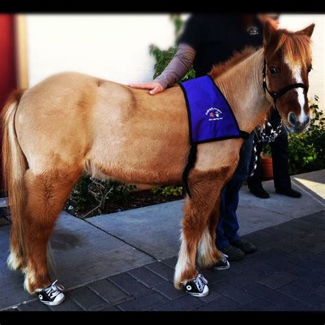 A Miniature Horse In Converse Sneakers Imgur Cute Animal Pics