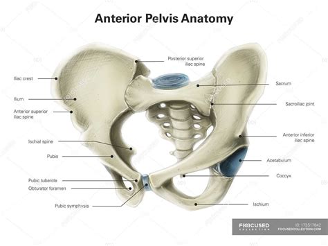 Anterior View Of Human Pelvis — Biology Human Body Parts Stock Photo