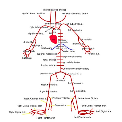 On this photo the iliac arteries are visible as they are more superficial. arteries of the upper body - Google Search | Arteries ...