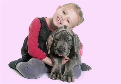 Great Dane Puppy Care Guide With Helpful Tips