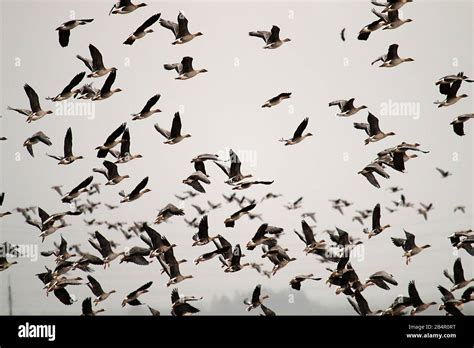 Autumn And Spring Migrations Of Birds Geese Make Long Stops In Process