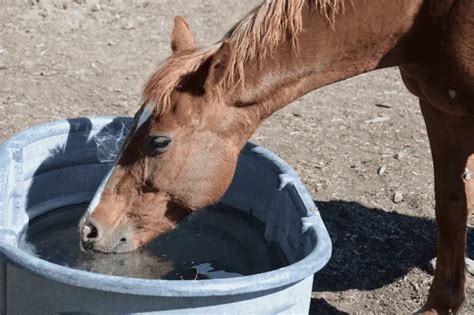 How Horses Drink Water Everything You Need To Know