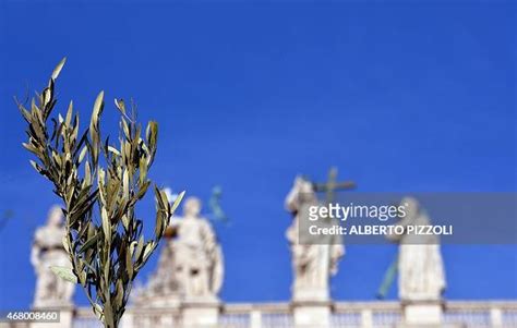 A Picture Shows An Olive Branch With The Statues Of The Vatican In