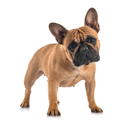 French Bulldog Stock Photos Pictures And Royalty Free Images Istock