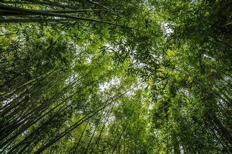 Free Photo Bamboo Forest Green Plant Free Image On