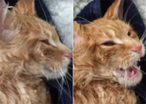 Elsas Amazing Recovery Frozen Stray Cat Is Nursed Back To Health By Science Teacher Who Found