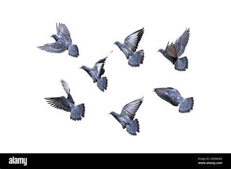 White Dove In Flight Movement Cut Out Stock Images And Pictures Alamy