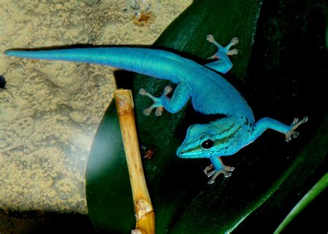 Electric Blue Gecko Beautiful Reptilien Tiere Leguan