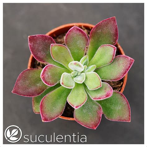 Echeveria Pulvinata ‘devotion Suculentia Venta Online De Suculentas