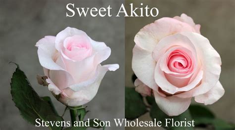 Sweet Akito Photo Credit Allison Linder Beautiful Rose Flowers