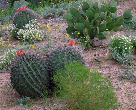 Uncooked cactus can cause kidney failure. Fishhook Barrel Cactus (Ferocactus wizlizenii}, Blackfoot ...