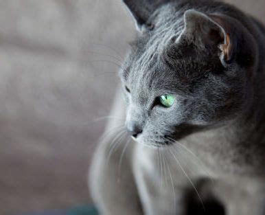 They are not overly demanding of your time or attention and are information about sellers and pets is fully and concisely displayed. Image result for russian blue manx kittens for sale ...