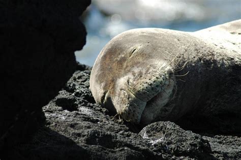 Endangered Species In Hawaii - Honolulu Civil Beat