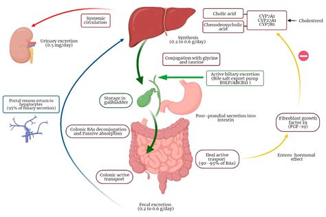 Jcm Free Full Text Pathophysiology And Clinical Management Of Bile