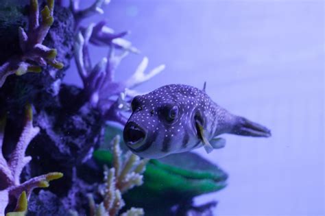 Clownfish Eggs Breeding Clownfish At Home Fantasea Aquariums