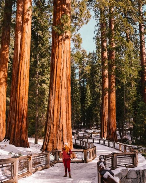 Mariposa Grove Tips For Visiting Our Bucket List Visit To Giant