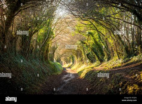 An Ancient Tunnel Of Trees Or Holloway On Stane Street Roman Road