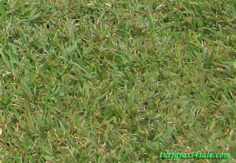 Tiff 419 Bermuda Turf Grass Sod Houston Woodlands Conroe