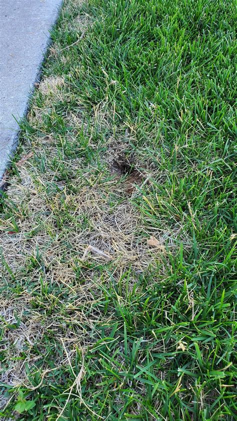 Brown Spots In Grass Help Lawncare