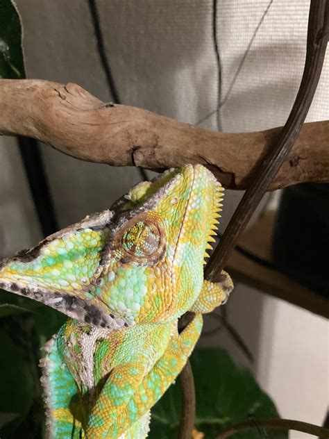 My Male Veiled Chameleon Has Formed A Bump On His Nose And I Was Wondering What You Think It May