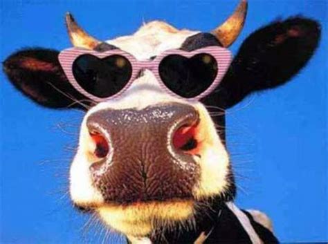 Media40cow With Sunglasses Funny Face