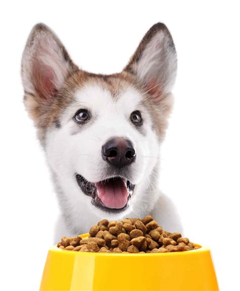 Nutrition For Pets Give Your Dog The Right Food For His Lifestyle
